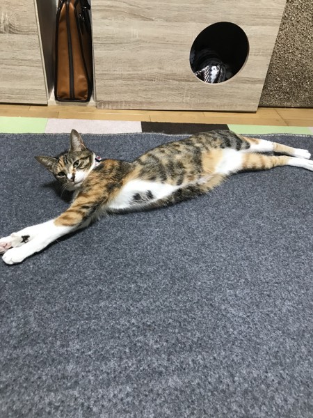 猫 三毛猫 ぽうーさんの写真