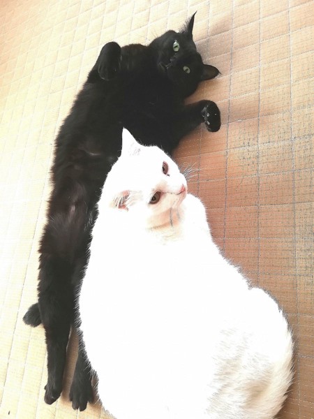 猫 黒猫 とりもも、ちくわぶの写真