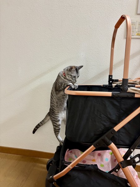 猫 サバトラ LUNAちゃんの写真