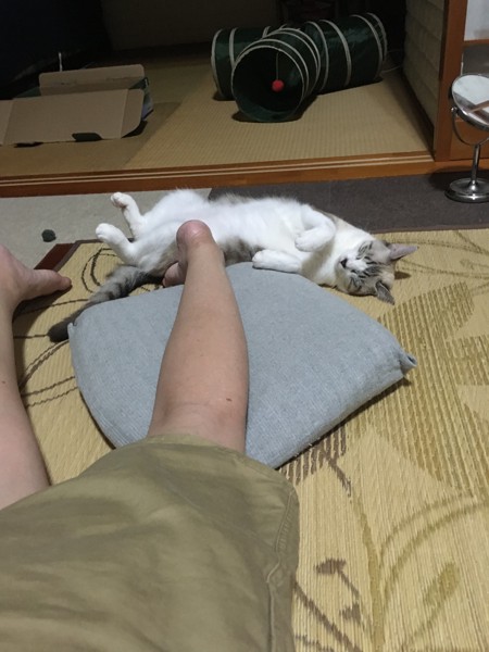 猫 雑種（ミックス） こうめちゃんの写真