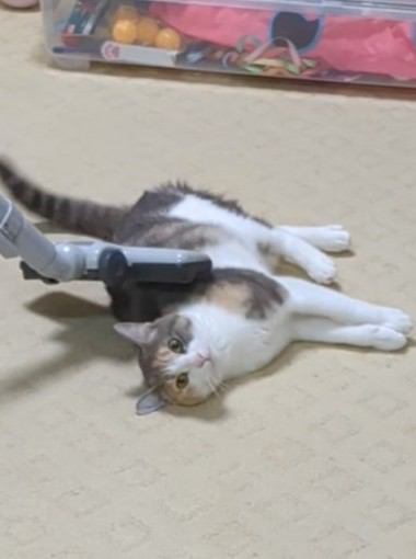 猫 その他 ももの写真