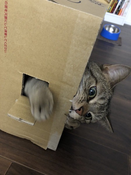 猫 キジトラ ぎんちゃんの写真