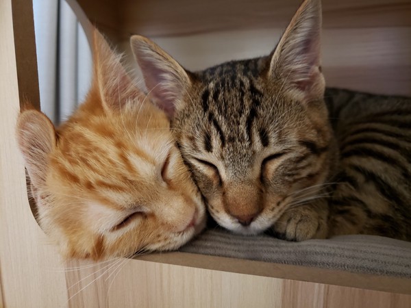 猫 茶トラ かぐらの写真