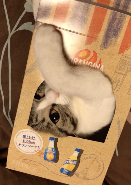 猫 キジシロ さくらの写真