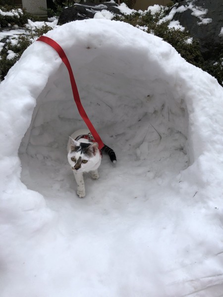 猫 雑種（ミックス） メイちゃんの写真