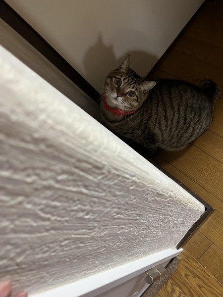 猫 キジトラ レオくんの写真