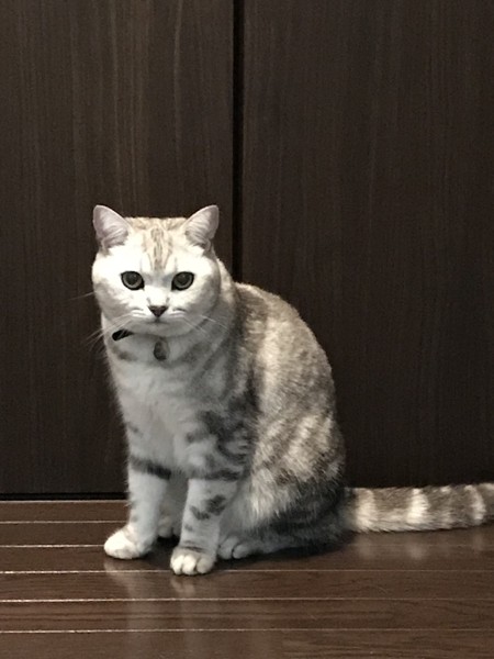 猫 マンチカン シンバの写真