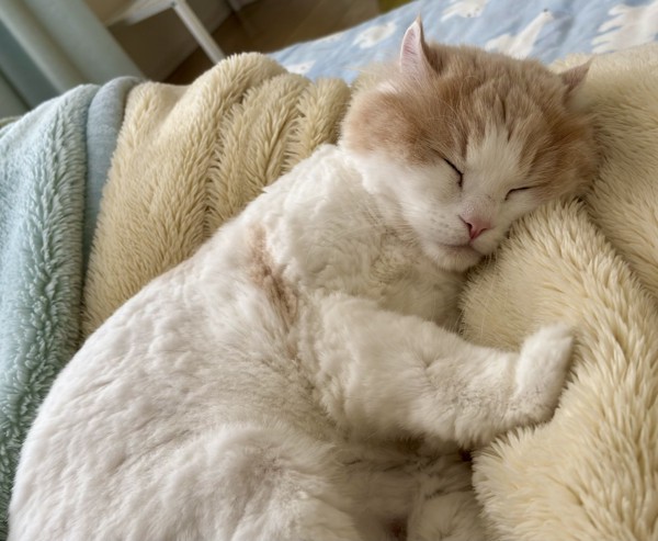 猫 アメリカンカール ラテくんの写真