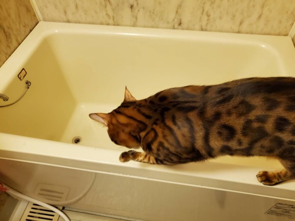 猫 ベンガル ottoの写真