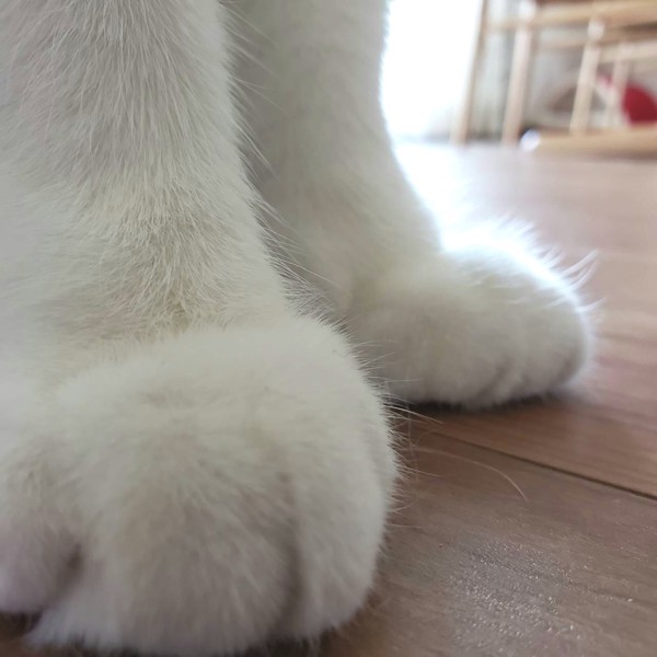 猫 ブリティッシュショートヘア ふくの写真