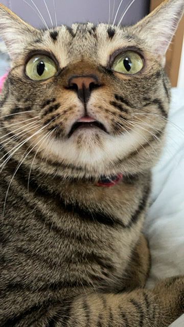 猫 キジトラ 桃太郎の写真