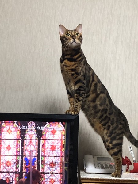 猫 ベンガル Otto の写真