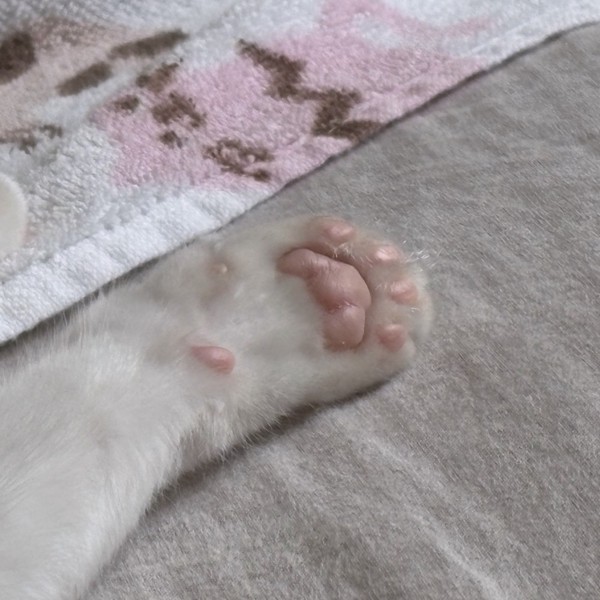 猫 サバシロ もーしゃんの写真