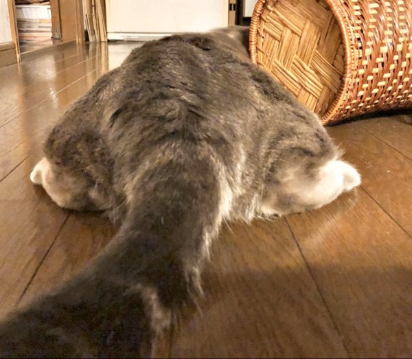 猫 雑種（ミックス） うにの写真