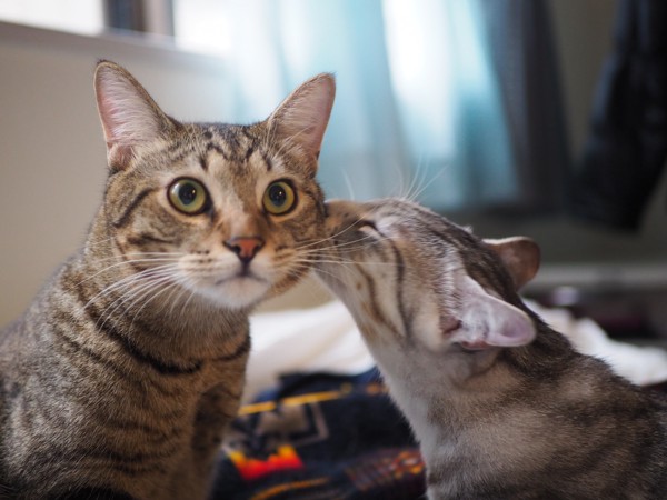 猫 キジトラ 虎（トラ）と　景（カゲ）の写真