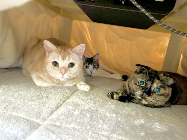 猫 スコティッシュフォールド トッティの写真