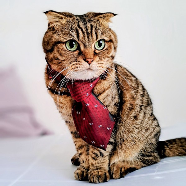 猫 スコティッシュフォールド のんの写真