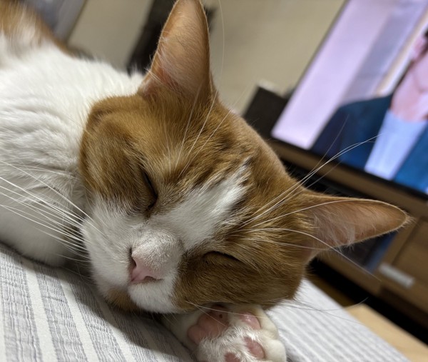 猫 マンチカン チャーの写真