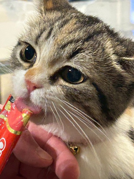 猫 マンチカン ココロの写真