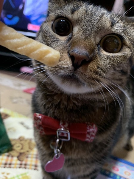 猫 ミックス ミーコの写真