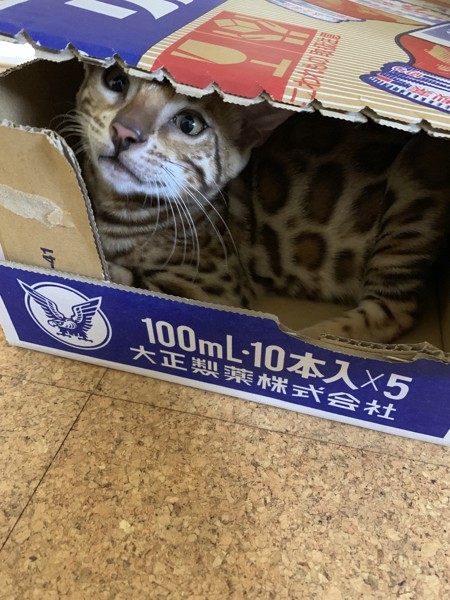 猫 ベンガル Lukeの写真