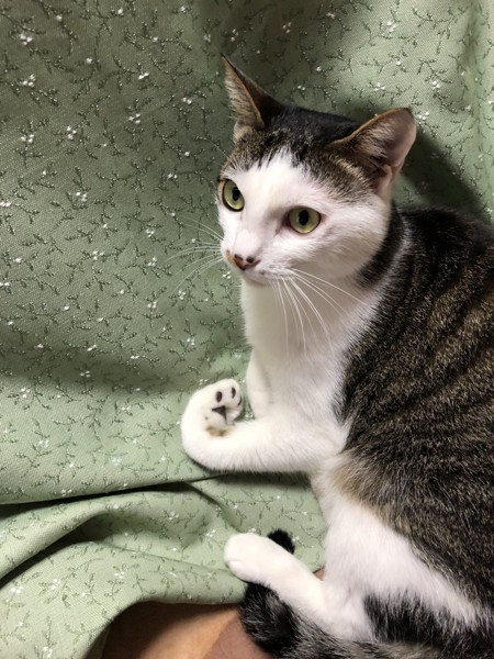 猫 雑種（ミックス） くうちゃんの写真