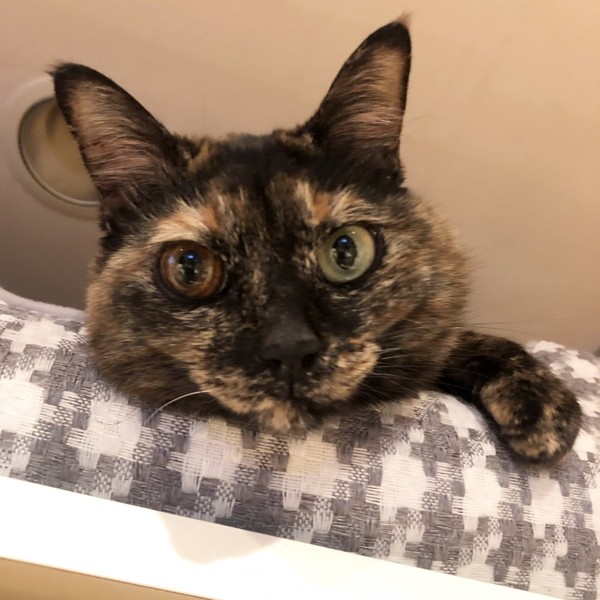 猫 サビ猫 ポンちゃんの写真