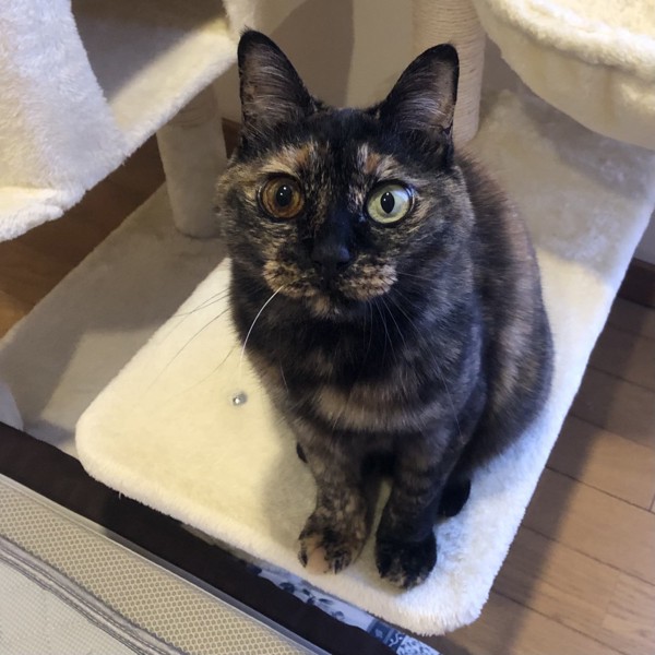 猫 サビ猫 ポンちゃんの写真