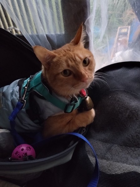 猫 茶トラ りんの写真