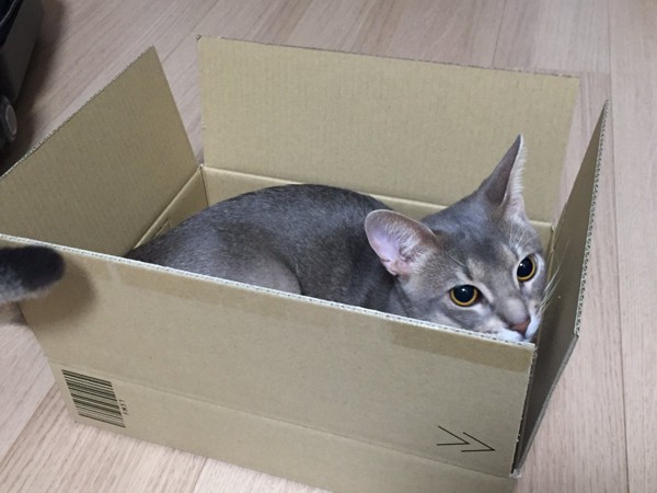 猫 アビシニアン アビちゃんの写真