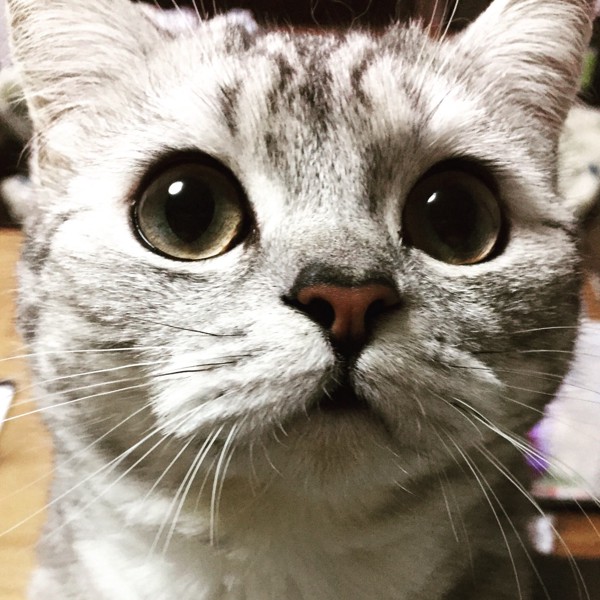 猫 Mick ネコッヴィの写真