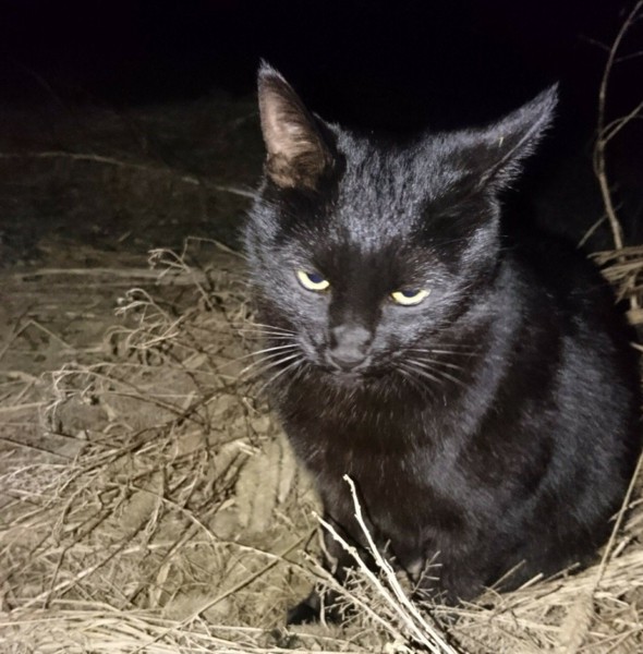 猫 黒猫 クロスケの写真