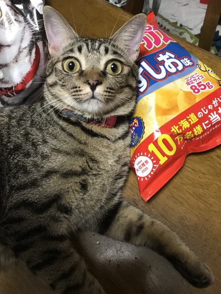 猫 キジトラ 桃太郎の写真