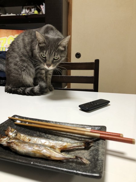 猫 雑種（ミックス） 野流の写真