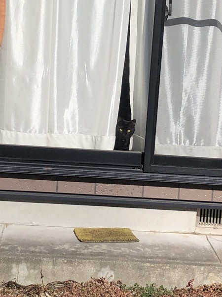 猫 黒猫 琥珀の写真