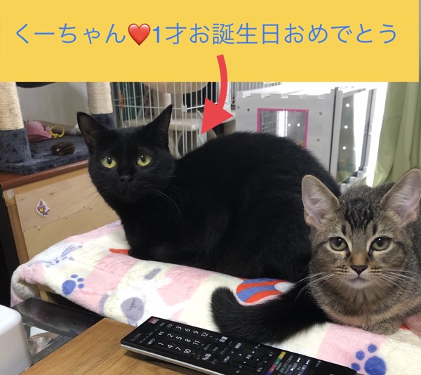 猫 マンチカン くーちゃん&はなちゃんの写真