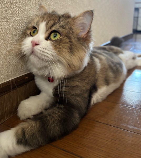 猫 ペルシャ さくらの写真