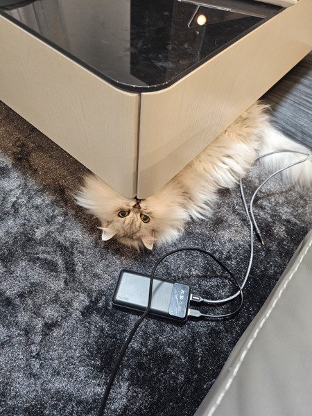 猫 ミヌエット ちゃみちゃんの写真