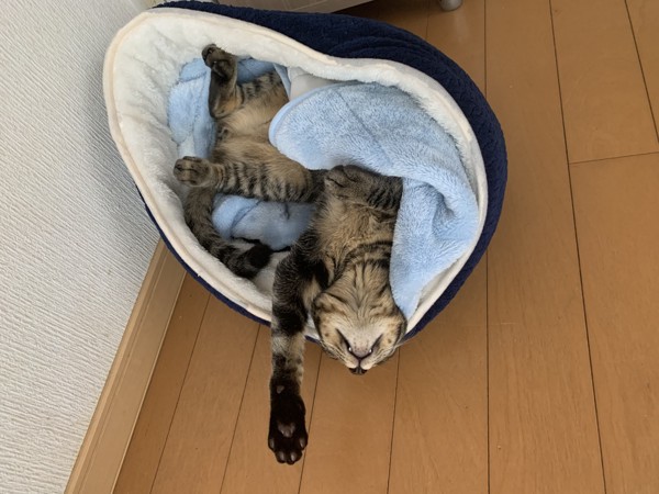 猫 キジトラ 清史郎の写真