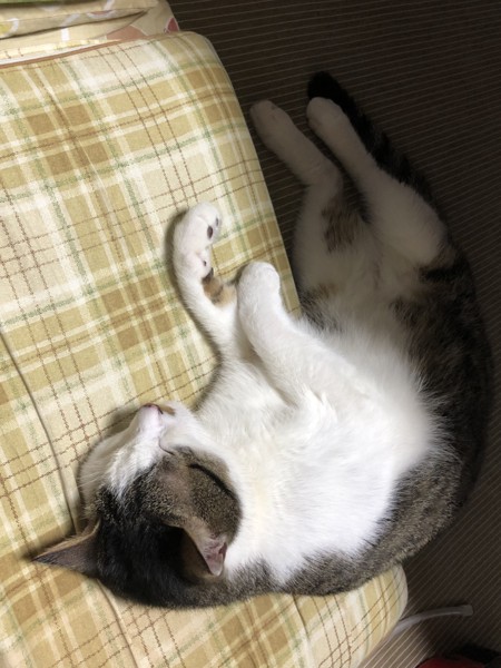 猫 雑種（ミックス） くうちゃんの写真