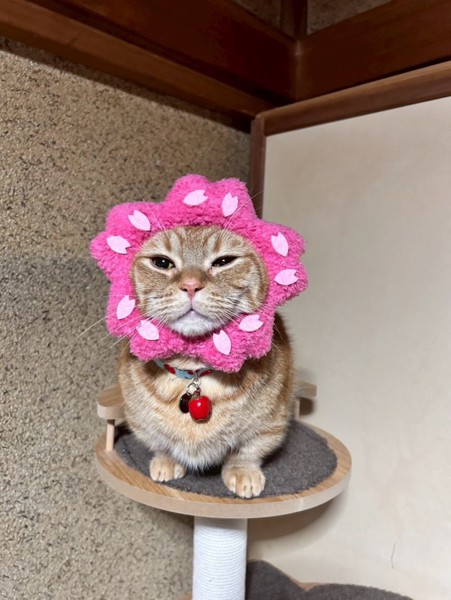 猫 マンチカン ちくわの写真