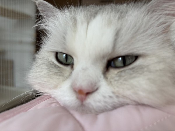 猫 ミヌエット むぎの写真