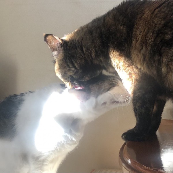 猫 サビ猫 ポンちゃんの写真