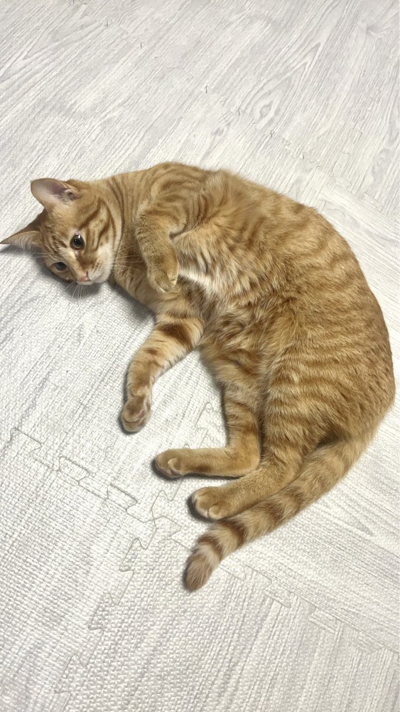 猫 茶トラ ルノの写真