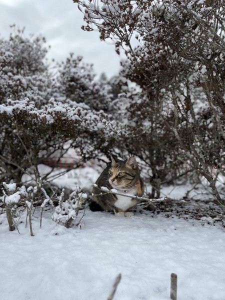 猫 雑種 たまの写真