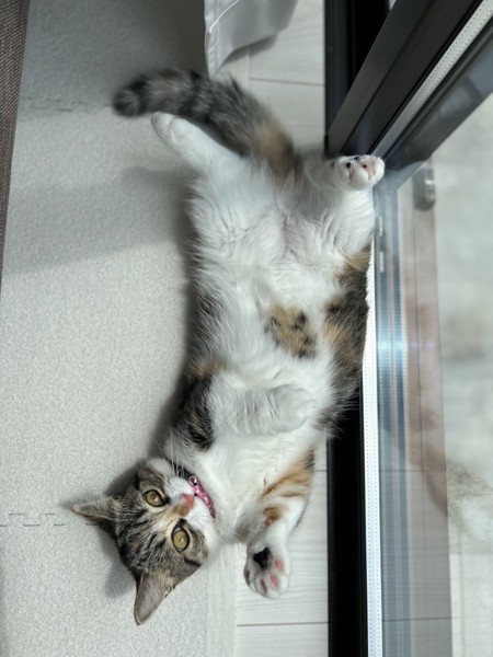 猫 マンチカン ココロの写真