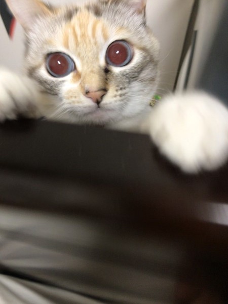 猫 雑種 風の写真