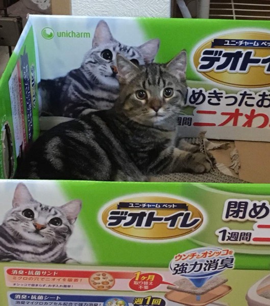 猫 マンチカン シューくんの写真