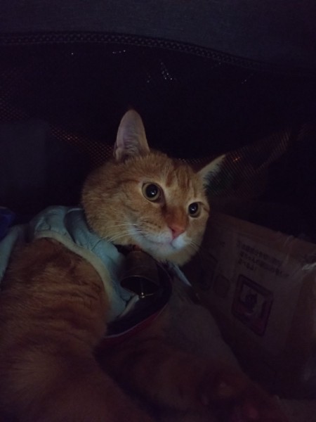 猫 茶トラ りんの写真