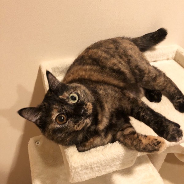 猫 サビ猫 ポンちゃんの写真